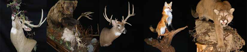 Northern pines taxidermy