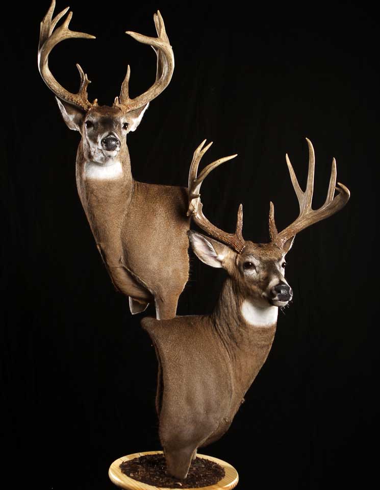 Northern Pines Taxidermy